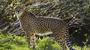 Превью обои гепард, большая кошка, хищник, животное, трава, солнечный свет