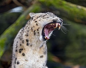 Превью обои гепард, большая кошка, хищник, клыки