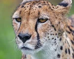 Превью обои гепард, большая кошка, хищник, морда