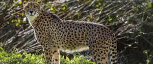 Превью обои гепард, большая кошка, хищник, животное, трава, солнечный свет