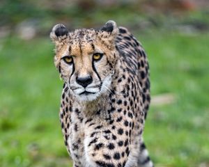 Превью обои гепард, большая кошка, морда, хищник
