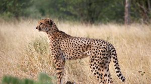 Превью обои гепард, большая кошка, профиль, взгляд, хищник, трава