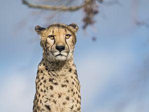 Превью обои гепард, большая кошка, взгляд, хищник