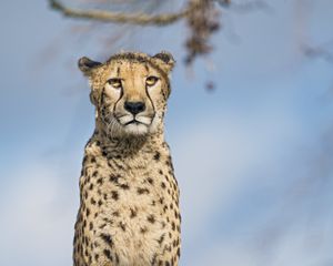 Превью обои гепард, большая кошка, взгляд, хищник