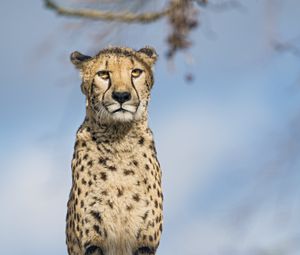 Превью обои гепард, большая кошка, взгляд, хищник