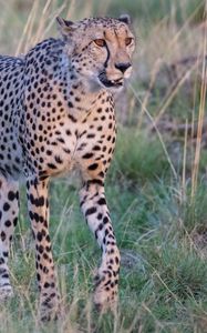 Превью обои гепард, большая кошка, взгляд, хищник, морда, трава
