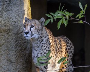 Превью обои гепард, большая кошка, взгляд, хищник, животное