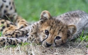 Превью обои гепард, детеныш, хищник, животное, дикая природа, саванна