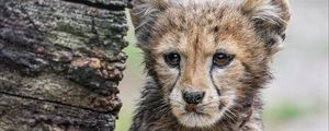 Превью обои гепард, детеныш, хищник, пушистый, дерево, животное