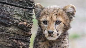 Превью обои гепард, детеныш, хищник, пушистый, дерево, животное