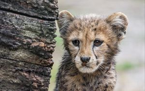 Превью обои гепард, детеныш, хищник, пушистый, дерево, животное