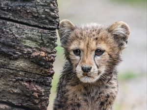 Превью обои гепард, детеныш, хищник, пушистый, дерево, животное