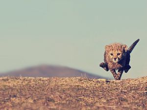 Превью обои гепард, детеныш, прыжок, небо