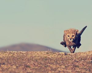 Превью обои гепард, детеныш, прыжок, небо