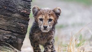 Превью обои гепард, детеныш, животное, хищник, природа, трава