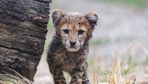 Превью обои гепард, детеныш, животное, хищник, природа, трава