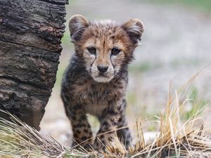 Превью обои гепард, детеныш, животное, хищник, природа, трава