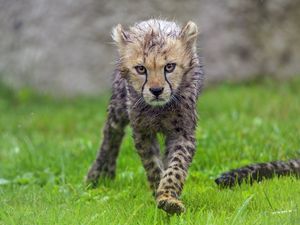 Превью обои гепард, детеныш, животное, хищник, мокрый