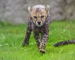 Превью обои гепард, детеныш, животное, хищник, мокрый