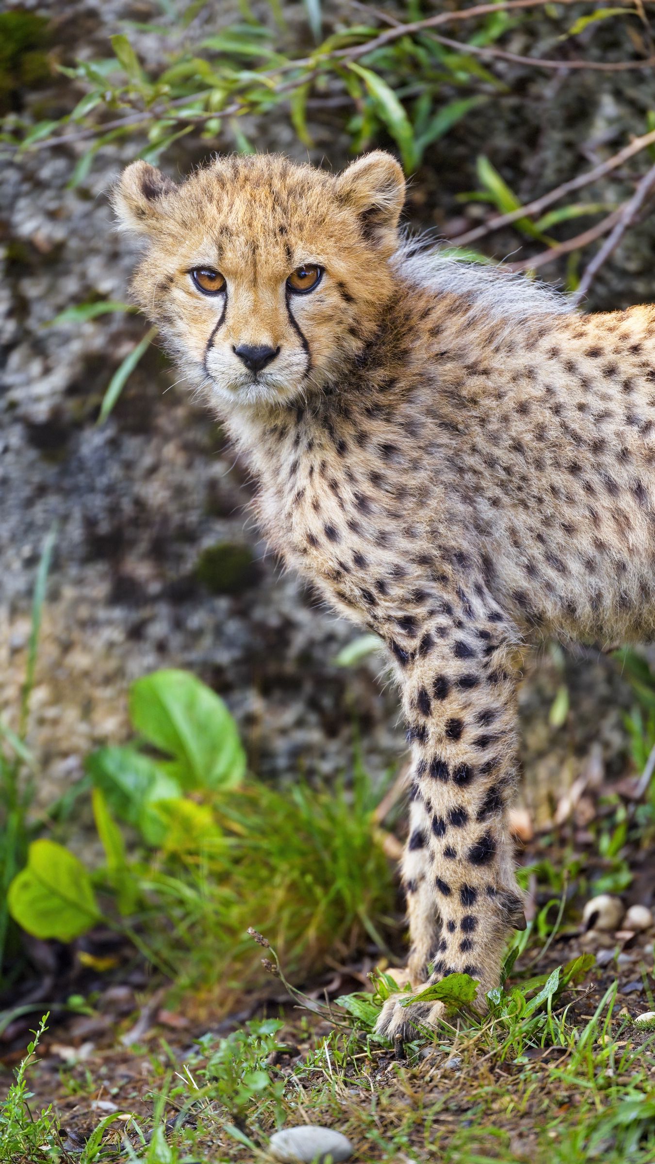 Wild life фурри. Детеныш гепарда. Пушистый гепард. Гепард обои. Cheetah Cub.