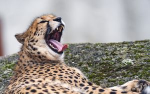 Превью обои гепард, дикое животное, хищник, большая кошка, высунутый язык