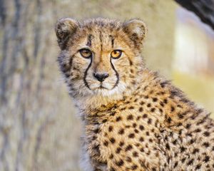 Превью обои гепард, хищник, больша кошка, животное