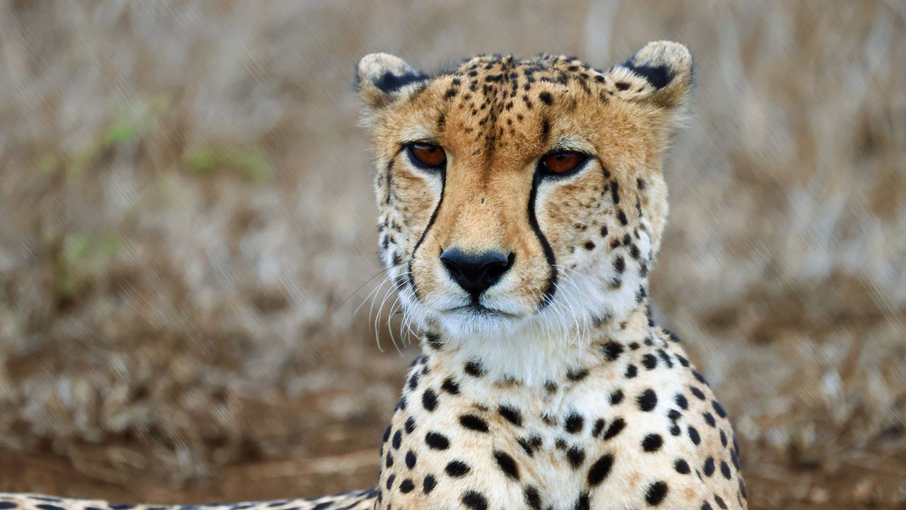 Обои гепард, хищник, дикая природа, животное, большая кошка