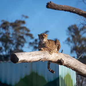 Превью обои гепард, хищник, животное, дерево, большая кошка