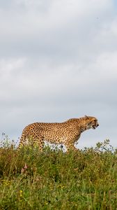 Превью обои гепард, хищник, животное, большая кошка, дикая природа