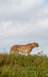 Превью обои гепард, хищник, животное, большая кошка, дикая природа