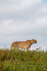 Превью обои гепард, хищник, животное, большая кошка, дикая природа