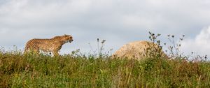 Превью обои гепард, хищник, животное, большая кошка, дикая природа