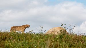 Превью обои гепард, хищник, животное, большая кошка, дикая природа