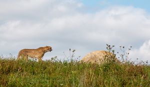 Превью обои гепард, хищник, животное, большая кошка, дикая природа