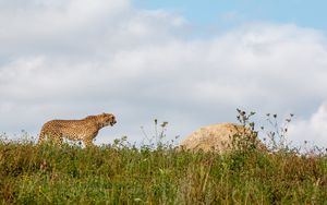 Превью обои гепард, хищник, животное, большая кошка, дикая природа