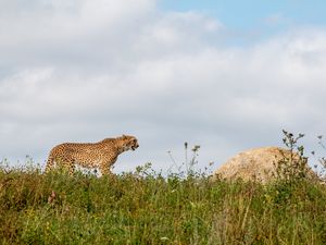 Превью обои гепард, хищник, животное, большая кошка, дикая природа