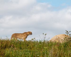 Превью обои гепард, хищник, животное, большая кошка, дикая природа