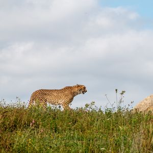 Превью обои гепард, хищник, животное, большая кошка, дикая природа