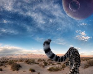 Превью обои гепард, хвост, хищник, пустыня, небо, большая кошка