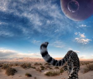 Превью обои гепард, хвост, хищник, пустыня, небо, большая кошка