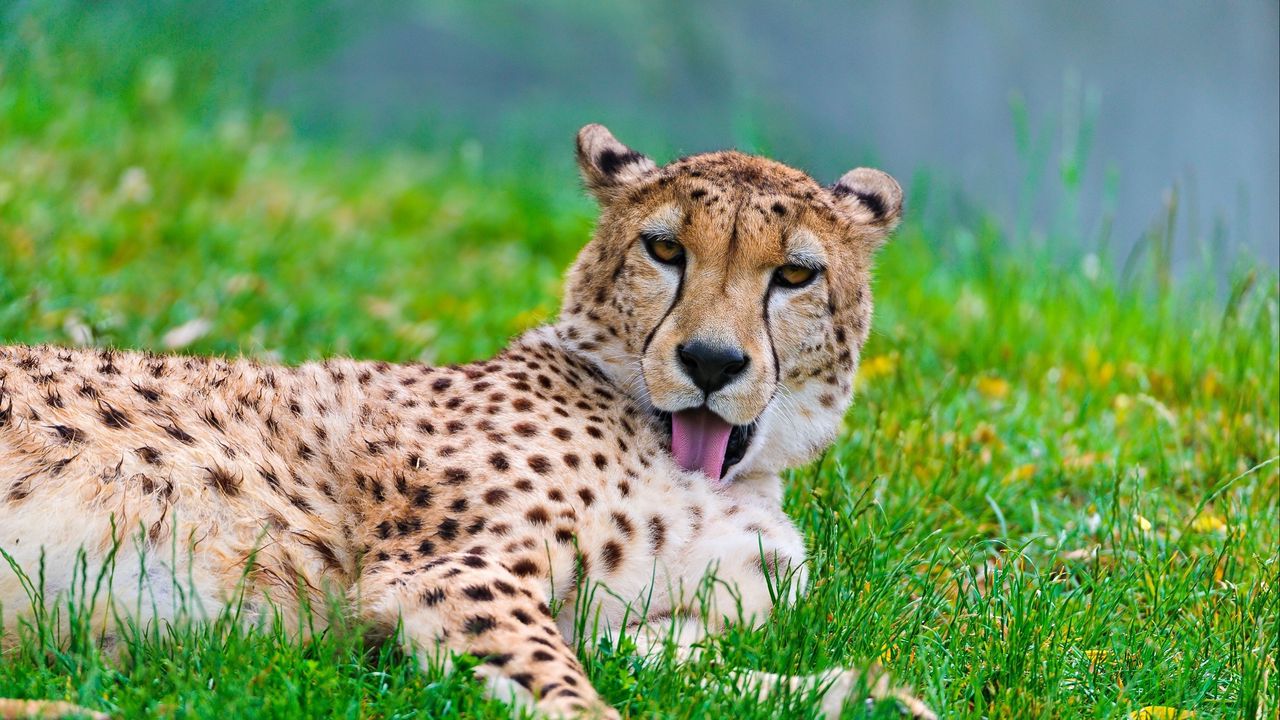 Обои гепард, кошка, хищник, трава, умываться, лежать