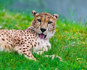 Превью обои гепард, кошка, хищник, трава, умываться, лежать