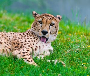 Превью обои гепард, кошка, хищник, трава, умываться, лежать