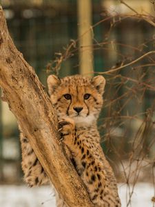 Превью обои гепард, котенок, хищник, дерево