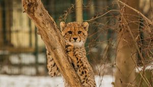 Превью обои гепард, котенок, хищник, дерево