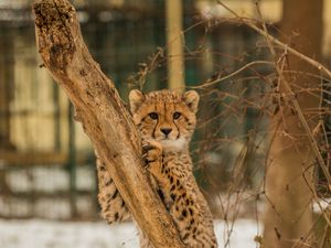 Превью обои гепард, котенок, хищник, дерево