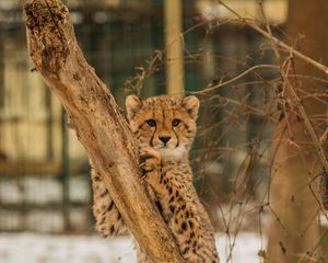 Превью обои гепард, котенок, хищник, дерево