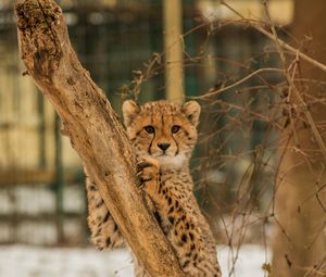 Превью обои гепард, котенок, хищник, дерево