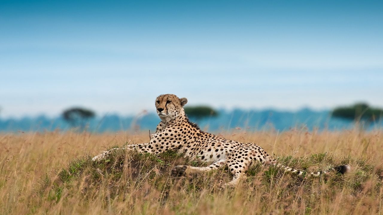 Обои гепард, отдых, леопард, трава, большая кошка