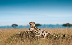 Превью обои гепард, отдых, леопард, трава, большая кошка